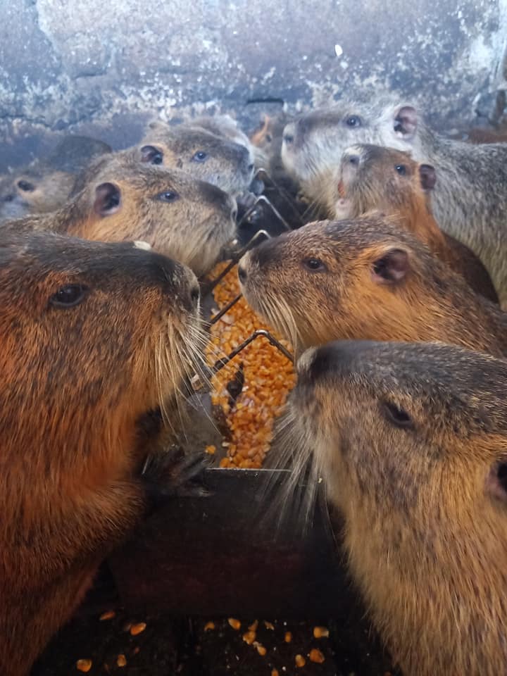 venujeme sa aj chovu nutrií